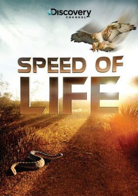 Az élet sebessége 1. évad (2010)