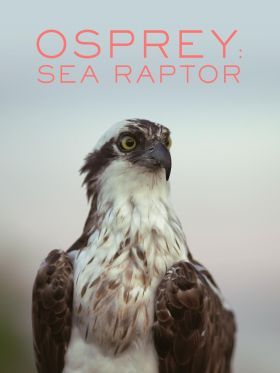 Halászsas: a tenger raptora (2021)