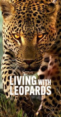 Leopárdok nyomában/Living with Leopards (2024)